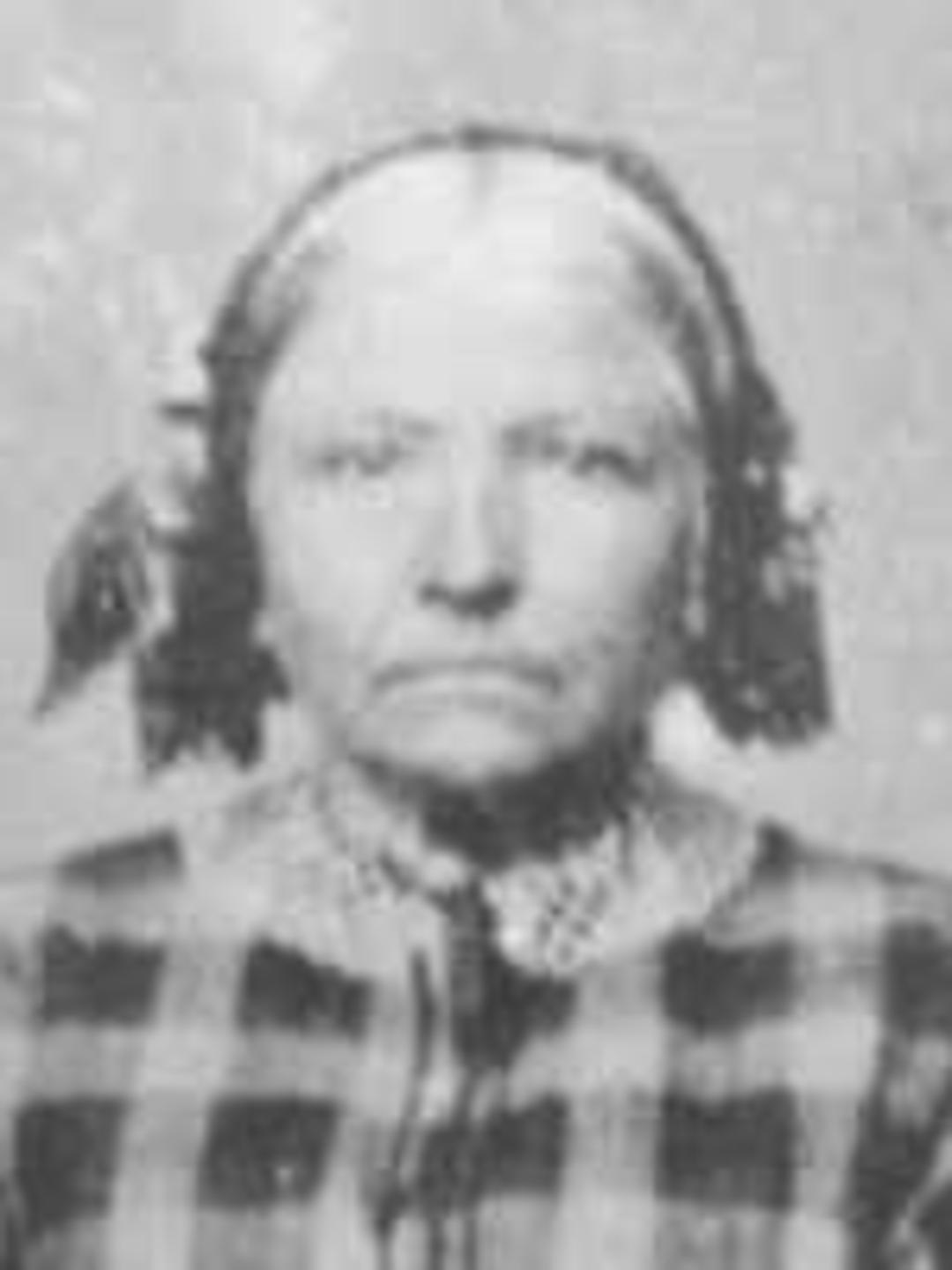 Harriet Matilda Daniel (1804 - 1884) Profile